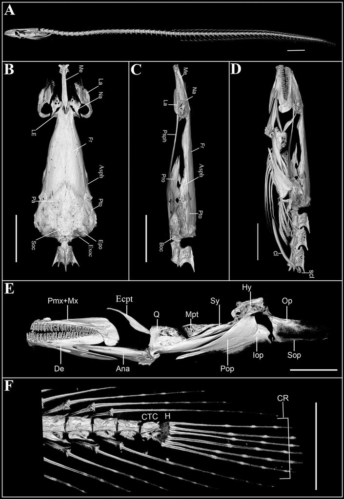 wirthstef's tweet photo. New worm-like #groundwater #fish #species discovered in #India based on a #TikTok video.
#Biodiversityresearch is a crucial component of #climateresearch. We need to understand our #biodiversity as thoroughly as possible to accurately assess the impacts of human-induced #globalwarming. Furthermore, we can only protect our environment if we understand it.
Yet, there are #habitats that are so difficult to access that conducting species surveys there is a laborious task. The deep sea is one example; #groundwaterchannels are another.
This makes the discovery of a new fish species, adapted to life in darkness, all the more impressive:
#Gangaichthys #indonepalicus. The authors, A. Khandekar et al. (2026), became aware of this largely #blind, partially #ribless, #earthwormlike fish in a rather unusual form of #citizenscience: namely via a video on the #socialmedia platform TikTok. A subsequent targeted search for the species in the alluvial aquifers of the #GangesBasin and the #IndoGangeticPlain proved successful, yielding three specimens. Through #morphological and #genomic studies, the species was identified as new and assigned to the family #Chaudhuriidae. The researchers also established a #newgenus for the species.
The attached images show the morphological characteristics of the #holotype as well as the #discoverysite.
© #StefanFWirth, August 2026, Berlin
Please support my work: ko-fi 👇 link in my first answer
Reference:
A. Khandekar et al. (2026):
doi: 10.3897/zookeys.1289.188089 👇 link in my first answer
Figures:
1) Holotype: A. Whole body; B. #Neurocranium plus first vertebra in dorsal view; C. Neurocranium plus first vertebra in lateral view; D. #Head, pectoral girdle plus first three vertebrae; E. #Jaws, suspensorium and opercular bones; F. Caudal skeleton.
2) Live and habitat photos Gangaichthys indonepalicus gen. et sp. nov.: NRC AA 9519, holotype, 40.6 mm SL: Dorso-lateral view of: A. Full body; B. Head; C. Bore-well from which holotype and one (damaged) paratype was collected; D. Bore-well from where another damaged specimen was collected. Photos by Akshay Khandekar.
1) and 2) A. Khandekar et al. (2026) licensed under Creative Commons Attribution License (CC BY 4.0) 👇 link in my first answer