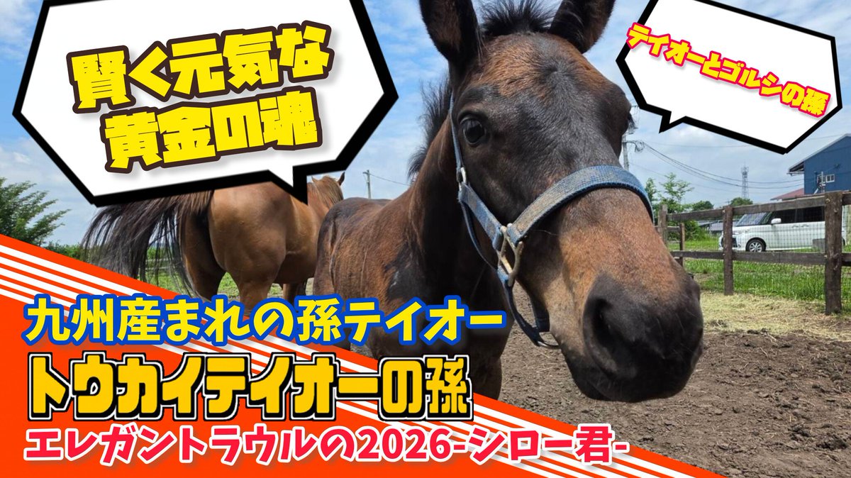 0abetakun0's tweet photo. 【新作動画】
ウマさんぽ2026-夏-
8/28(金) 21:00~
九州生まれの孫テイオー、エレガントラウル2026が生まれました‼️
https://t.co/9BbDr0QG6h
クワイトファイン産駒最後の牡馬シロー君
トウカイテイオーとゴールドシップの孫…
しかもナカヤマフェスタの半妹の孫
いろいろと凄い血統の子なんすよね‼️ https://t.co/fDA9DD0uN6