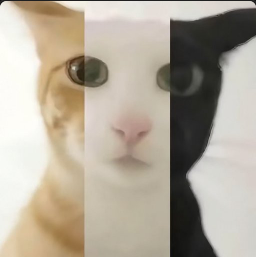 murmureli1's tweet photo. 还没来感觉吗
The cat has connected the entire world https://t.co/VLzqADbN6s