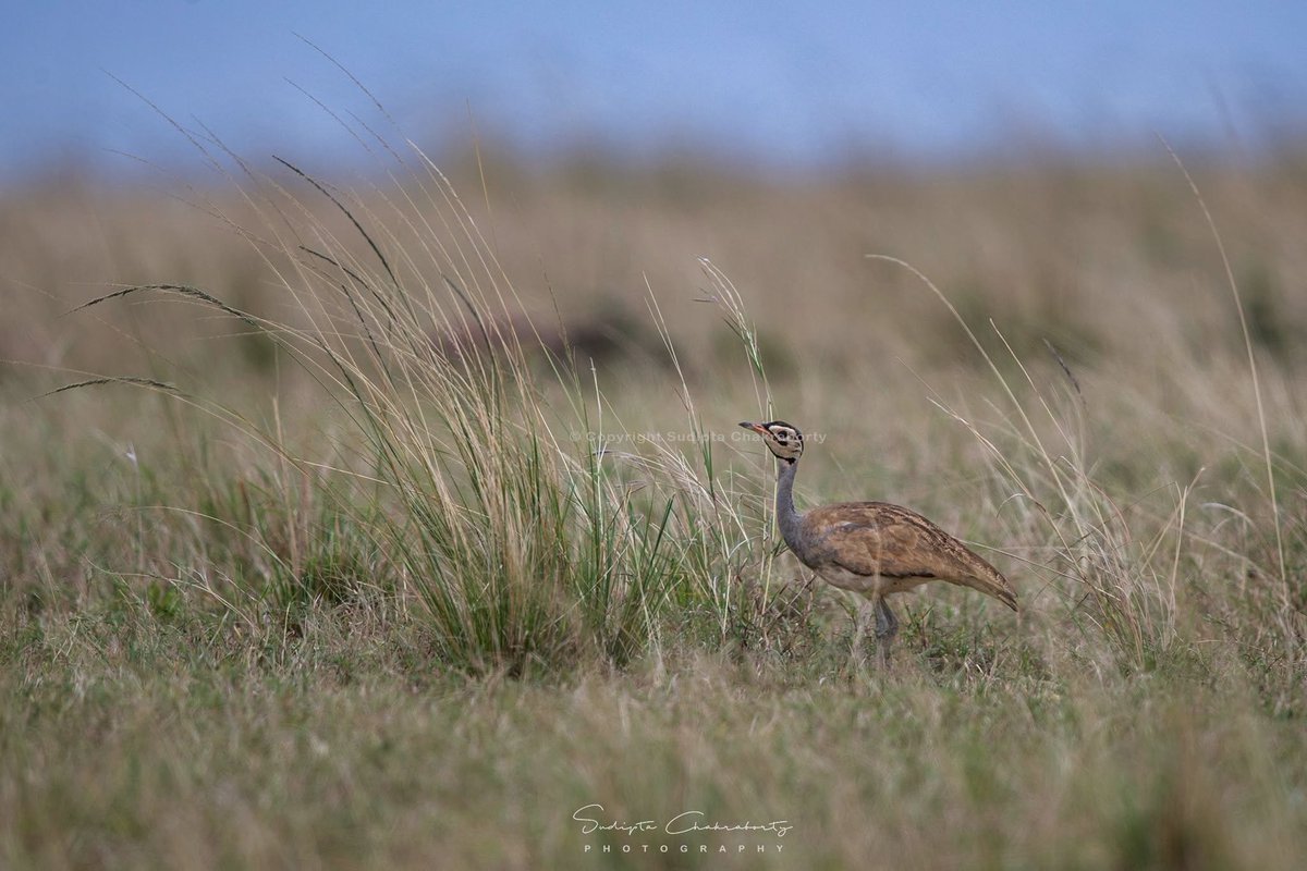 sudiptaimages's tweet photo. 🦅🌾 Ghost
📍 Masai Mara National Reserve, Kenya
#WhiteBelliedBustard #Bustard #MasaiMara #Kenya #BirdPhotography #WildlifePhotography #NaturePhotography #AfricanBirds #Savannah #GrasslandBirds #BirdsOfAfrica #Wildlife #NatureLovers #Conservation #EarthCapture https://t.co/2kvT9zBFyP
