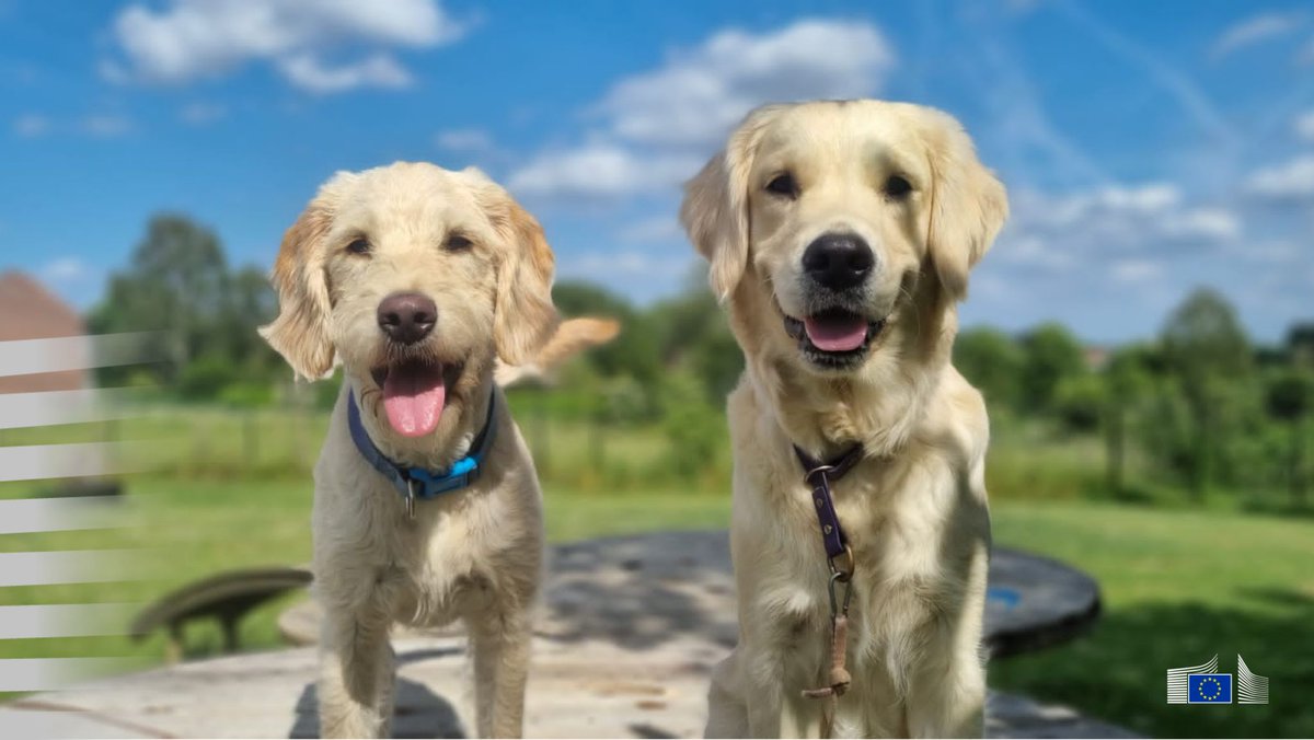 OliverVarhelyi's tweet photo. On #InternationalDogDay, we celebrate the joy and companionship dogs bring to our lives.

They deserve our care and protection every day.

The EU keeps working with Member States to further protect animal health and improve welfare standards across Europe. ⤵️ https://t.co/ihgP7xENtF