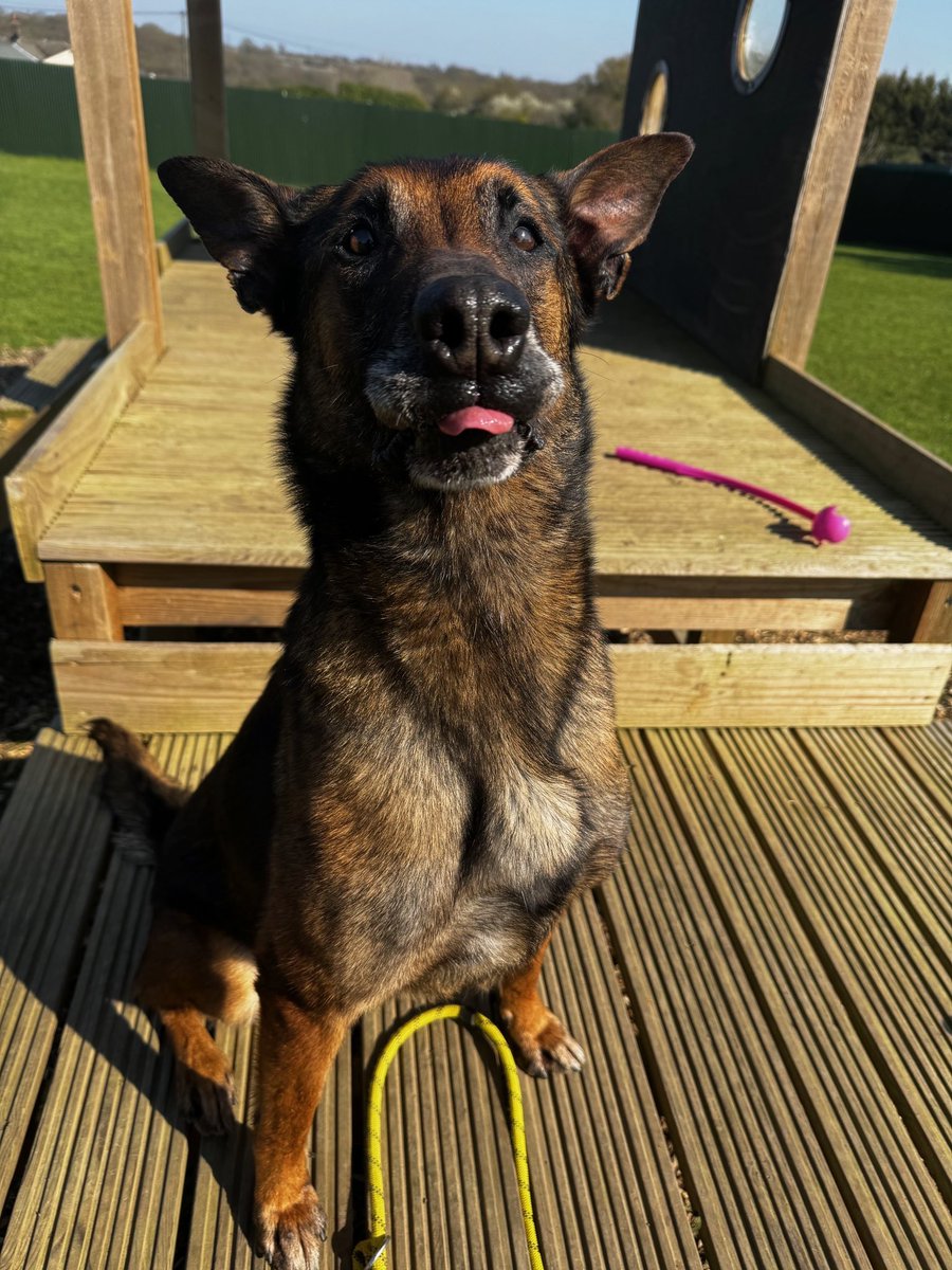 dotslondon's tweet photo. MEET REBA – PLEASE DON'T GIVE UP ON HER……

Reba is a 7-year-old Belgian Malinois. Highly intelligent, eager to please and absolutely desperate to have a human of her own.

She was found abandoned by her most recent owner.

DOTS isn't a rescue, but sometimes dogs come through our gates who have nowhere else to go and could have otherwise faced being put to sleep. 

At DOTS, we want to give them every chance we can to live.
Reba deserves that chance.

Let's be upfront: Reba has issues. She needs someone who understands and has experience with Belgian Malinois. She can be reactive to some dogs, although not others, and she needs space, stimulation, structure and someone prepared to work with that extraordinary Malinois brain.
And believe us, Reba has a LOT of brain.
She even decided an ordinary water bowl was far too boring and repeatedly emptied it and threw it around her kennel.
So we made her one out of concrete.

Reba 0. DOTS 1.
For now.

But underneath all that Malinois energy is a dog who craves human connection. She is incredibly eager to please, desperate for interaction and happiest when she feels she has a job to do.

We've tried to secure Reba a place with specialist Malinois rescue, without success.
At 7 years old, some may think we should simply give up.
We don't.

There must be someone out there who looks at Reba and sees what we see: an intelligent, loving dog who hasn't had the easiest journey but still desperately wants to connect with a person.

Ideally, we're looking for an experienced Malinois home with plenty of secure space or land, where Reba can exercise, use her brain and finally have the purpose and human companionship she craves.
She doesn't need someone to feel sorry for her.
She needs someone to understand her.
Could that human be you?

If you genuinely have the experience, environment and commitment Reba needs, please email:
hello@dogsonthestreets.org

Put REBA in the subject line and tell us about yourself, your experience with the breed, your home/environment and what sort of life you could offer her.

Please share. Reba's person might just be reading someone else's timeline today.

7 yrs old isn't the end of Reba's story. We want it to be the beginning of the good bit. 🧡