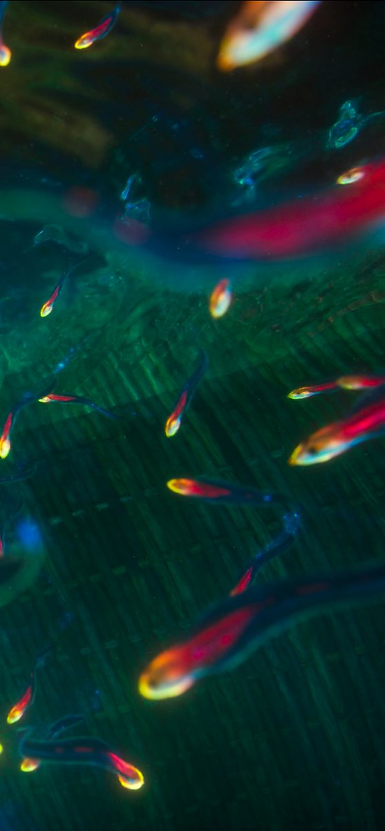 autisticnavi's tweet photo. the way of water <3 https://t.co/IaXDNO6b65