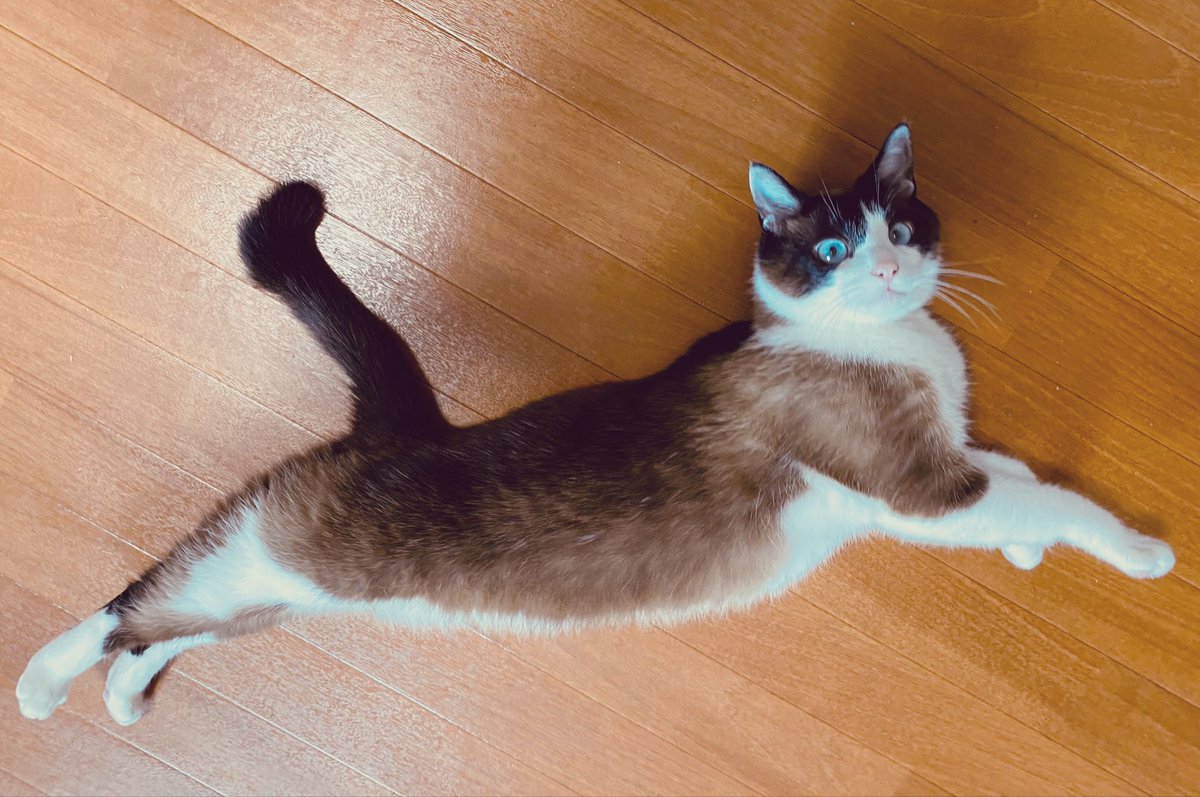 0402hrk's tweet photo. @SiM_Official #SiMねこ盤
うちの子は常に伸びておりますが
ぜひよろしくお願いします🐱 https://t.co/GL19wba18h