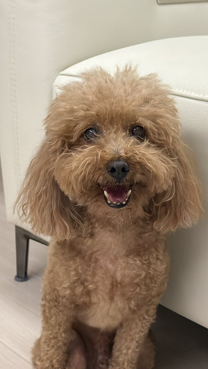 monnn417's tweet photo. 햅삐 세계 강아지의 날 🐶🐾 https://t.co/bkh1jBtLyx