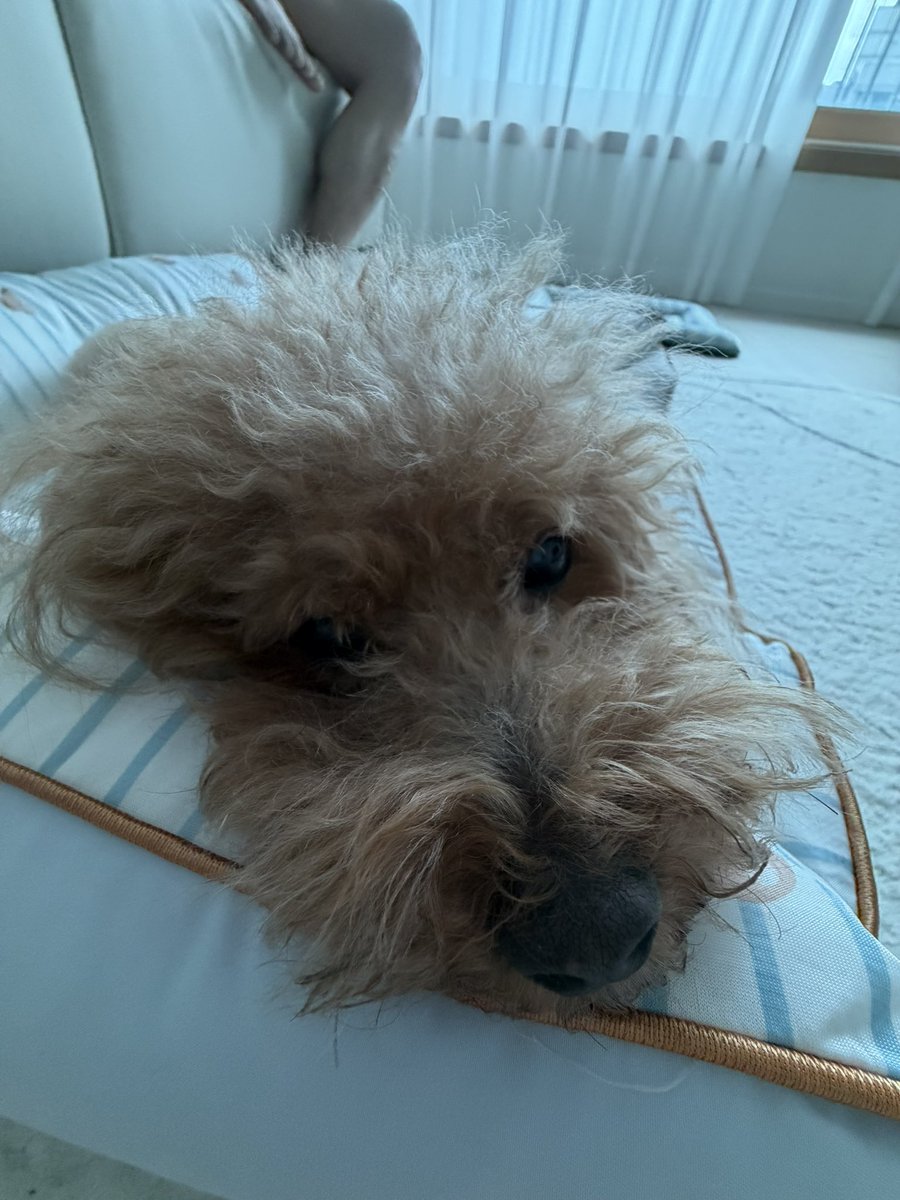 monnn417's tweet photo. 햅삐 세계 강아지의 날 🐶🐾 https://t.co/bkh1jBtLyx