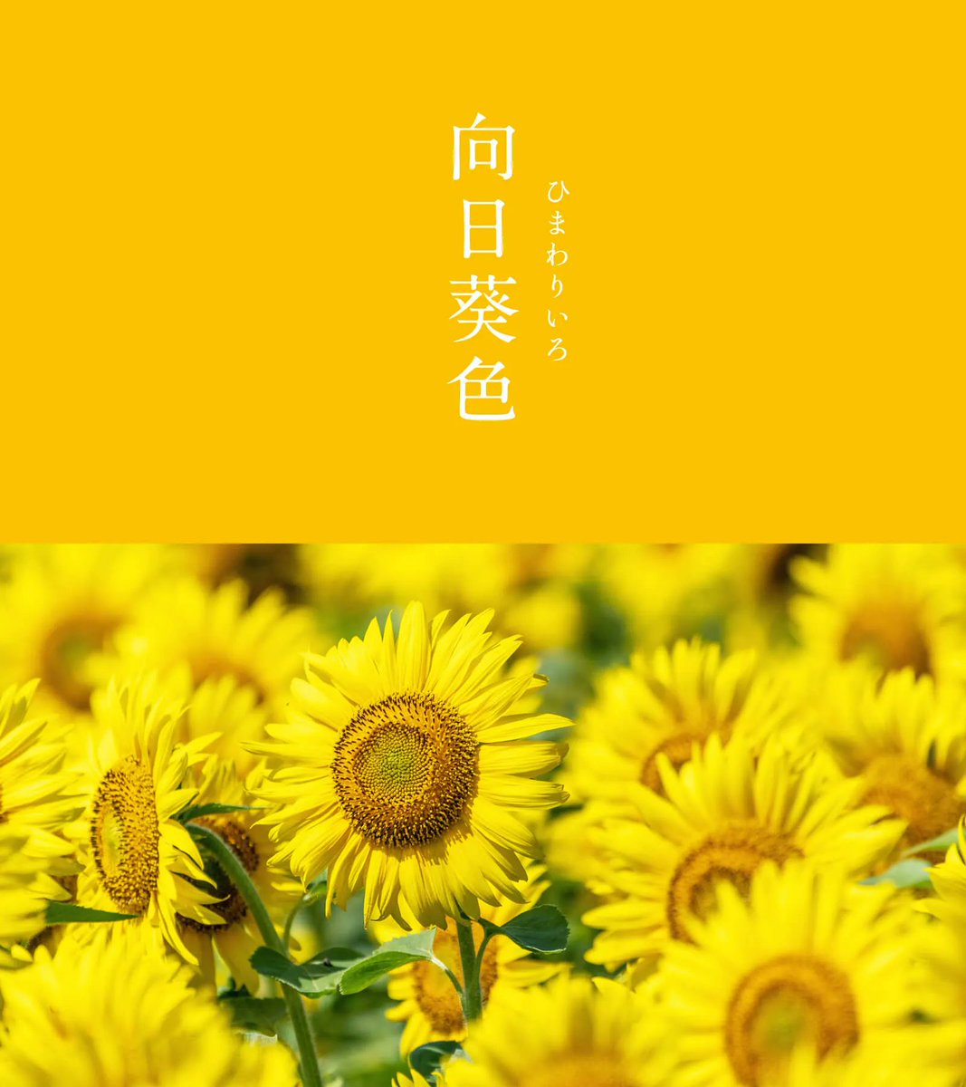 543life's tweet photo. 向日葵色（ひまわりいろ）｜#にっぽんのいろ

青空の下に咲き誇る向日葵にちなんだ、温かみのある黄色です。
向日葵は江戸時代初期に伝来しましたが、大正時代まで色名は定着しませんでした。眺めていると、晴れやかで爽快な気持ちになりますね。

8月のにっぽんのいろは、暦生活のサイトからご覧いただけます🌖
https://t.co/4NZQ9UFI0H