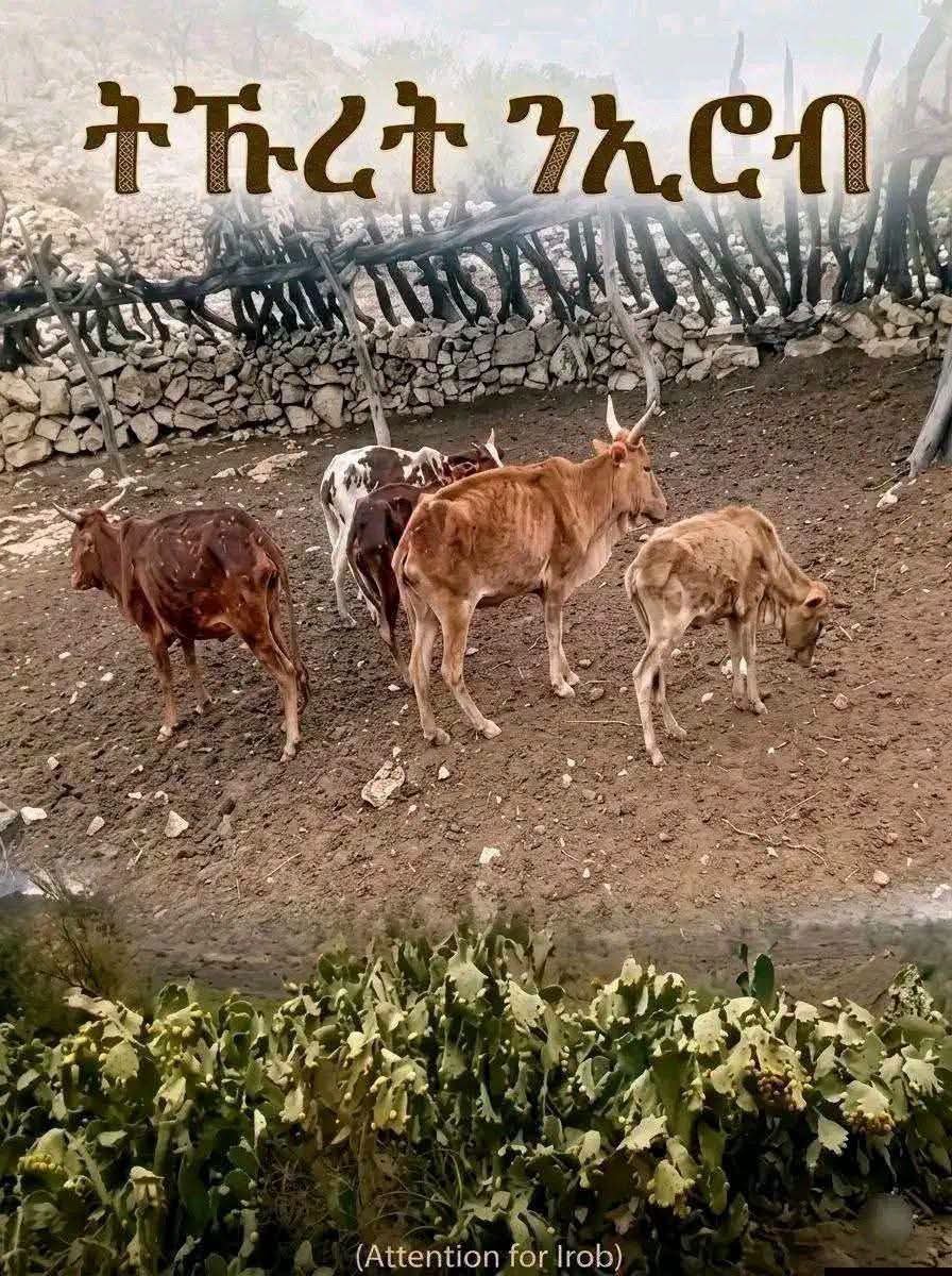 NatsnetTigray1's tweet photo. 🚨
The death of livestock shown in these photographs is more than the loss of animals. For rural families,livestock represents food, income,savings, transportation, and the means to survive.Erob and Raya Zones, Tigray
@addisstandard
#EndTigraySiege
#UNSCActNow
@WFP
@USAID
@UNOCHA @UNHumanRights