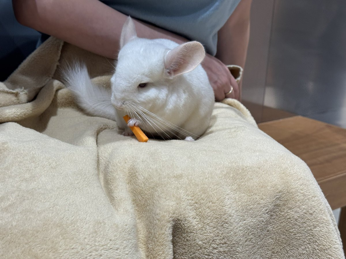 DAXYAMA's tweet photo. 俺には動物成分の癒しが足りなかったらしい
同僚と一緒に小動物カフェに行ってきました
凄く精神的に癒された〜 https://t.co/lktWyupBpL