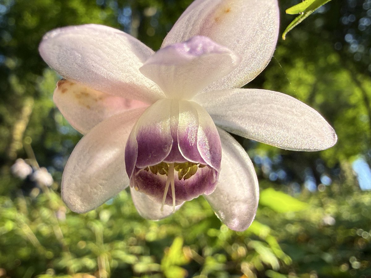 Burudt7u's tweet photo. 東京都の御岳山に8月に咲く花、レンゲショウマの群落があり見に行きました♪可憐な花です。
頂上に御嶽神社があります。
ケーブルカーは途中で線路にカモシカがいて徐行運転しました。
国内外の山岳模型を製作販売しています。
<https://t.co/sDPFhizbcP>
#御岳山
#レンゲショウマ
#ケーブルカー https://t.co/ylrD8edYBp