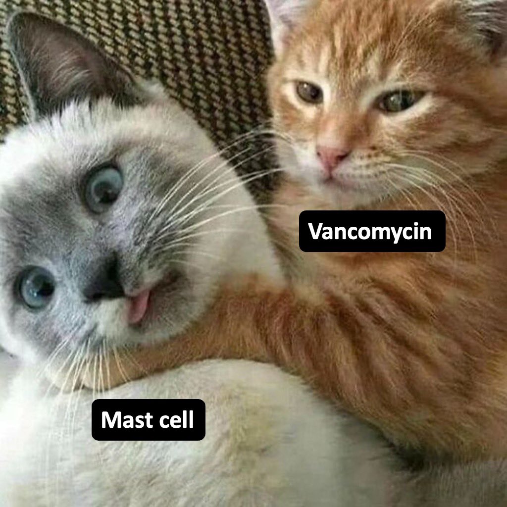 simplify_drugs's tweet photo. 📍 Vancomycin - Mast cells - rapid infusion - direct mast cell degranulation (non-IgE mediated) - histamine release - vancomycin flushing syndrome (formerly Red Man Syndrome); rate-dependent not allergic - slow infusion (>60 min) + antihistamine premedication prevents it

📍 Fluoroquinolones - Tendons - inhibit tenocyte collagen synthesis + matrix metalloproteinase dysregulation - Achilles tendon most vulnerable - tendon pain + rupture; FDA black box warning

📍 Aminoglycosides - Proximal tubular cells - megalin receptor-mediated endocytosis - lysosomal accumulation - ROS generation - tubular necrosis; trough-dependent - once daily dosing reduces accumulation

📍 Daptomycin - Skeletal muscle - disrupts skeletal muscle membrane (structurally similar to bacterial membrane) - myalgia + elevated CPK - myopathy; weekly CPK monitoring mandatory - hold statins