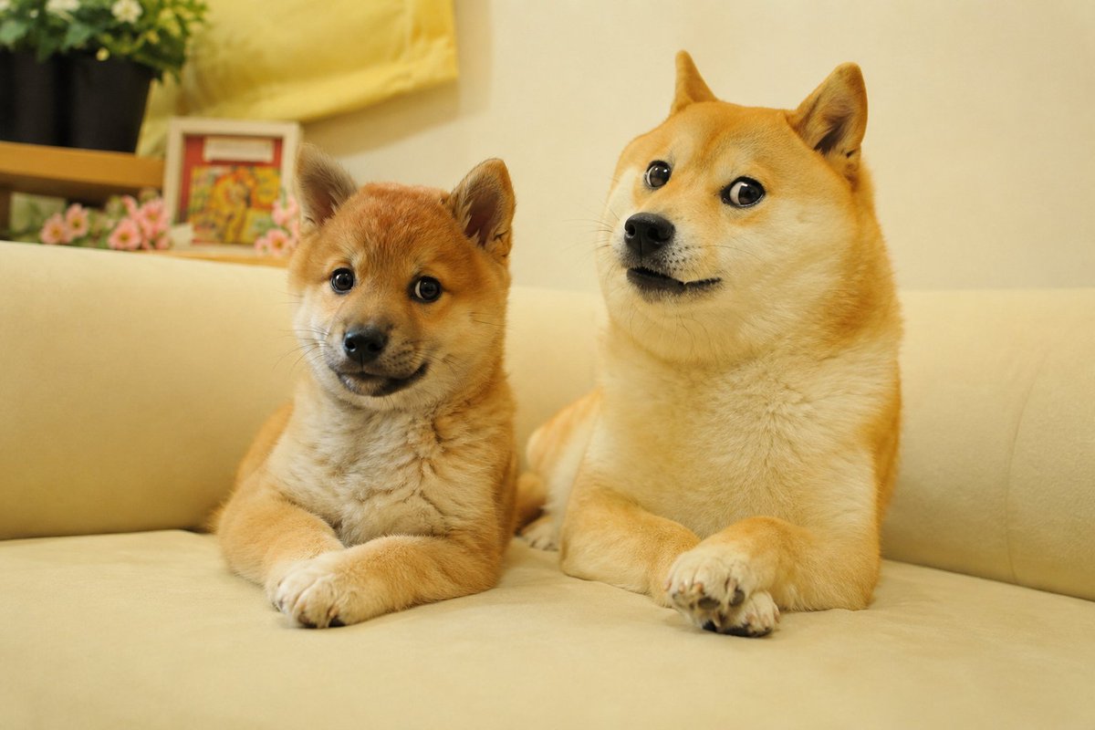 reaper_aped's tweet photo. I think cat szn is running out of steam.

It’s time for dog szn again.

Look at every major meme cycle crypto has had.

DOGE was the blueprint.

Then SHIB.

Then BONK and WIF.

Different chains, different years, same conclusion.

When the market gets properly bullish, people always come back to dogs.

They’re the easiest memes in crypto to understand, the biggest ones have already proven they can become multi-billion dollar assets, and DOGE is still the face of memecoins after all these years.

That’s why I keep getting more bullish on $MEEKO.

The timing is almost too perfect.

ShibeNation disappears for around 3 years, randomly comes back during a new crypto bull market, and introduces a brand new Shiba named Meeko.

The first reaction from people wasn’t even crypto related.

“Doge reincarnated.”

“Doge is back.”

Then the internet did what it always does and turned Meeko into Doge’s little brother.

That is such an easy narrative to spread.

You don’t need a 20 tweet thread explaining why the meme matters.

You see Meeko.

You see Doge.

You get it.

And unlike the thousands of dog coins that are just another random picture of a Shiba, Meeko actually has fresh lore behind him that started outside of crypto.

Now the coin is on Ethereum, the community is growing, CoinMarketCap is live, CoinGecko has been applied for, and more people are starting to discover the story.

All while this thing is still tiny compared to what a real dog coin can become during a full meme cycle.

Cats had their run.

I think capital rotates back into dogs eventually, and when it does everyone is going to start looking for the new one.

My bet is $MEEKO becomes one of the main dogs people chase this cycle.

Doge has been sitting at the top for over a decade.

Now he has a little brother.

$1B sounds insane from here.

and that’s exactly why I’m interested.

See you there.

$MEEKO

0xBEec1fB5cBdfD50602f23b21f47d5500Bbd1ed5f