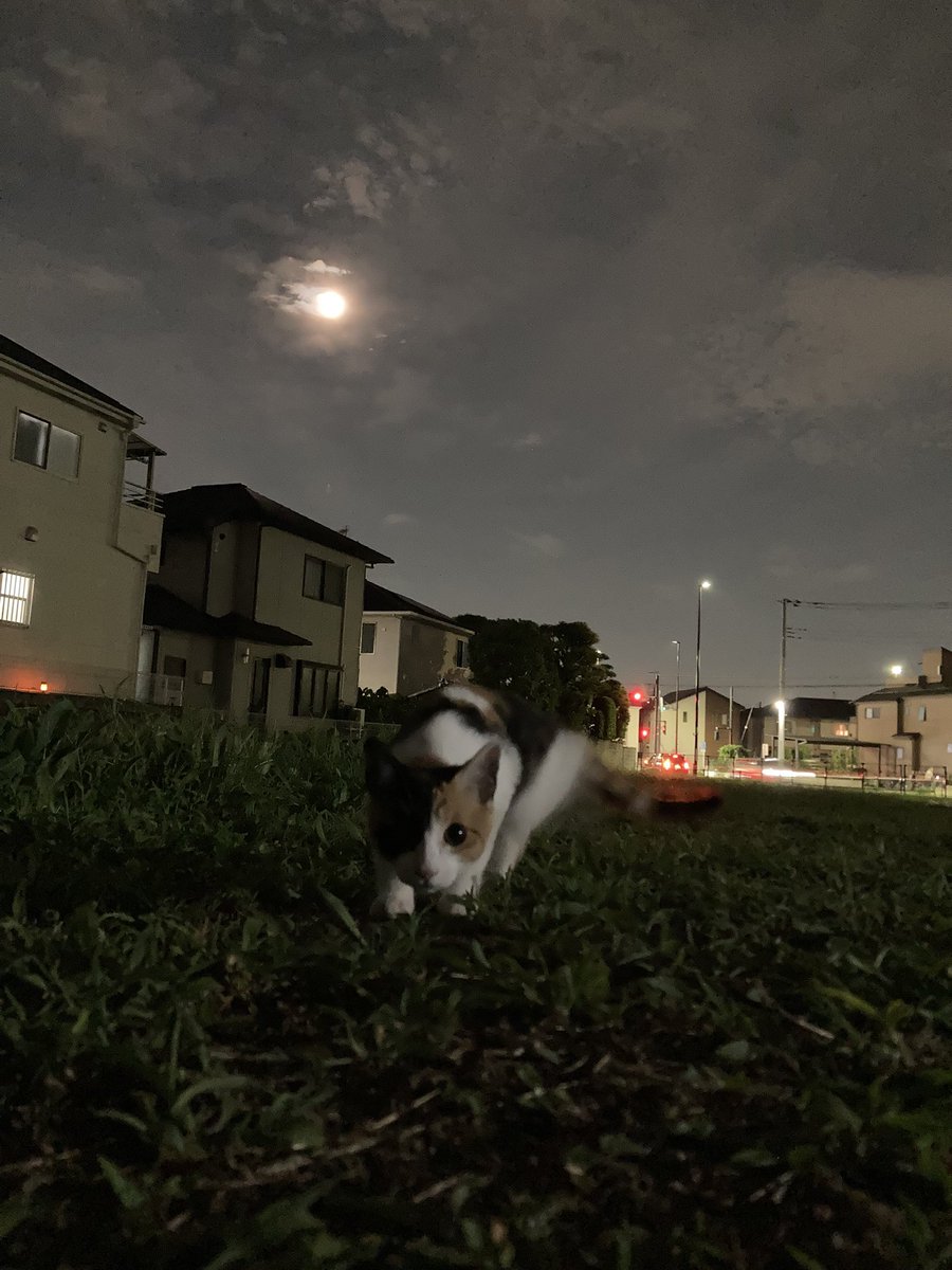 wongroman's tweet photo. 今夜も飽きずに🦗バッタ狩。
でももうすぐバッタもいなくなる。 https://t.co/LOINIBzamJ