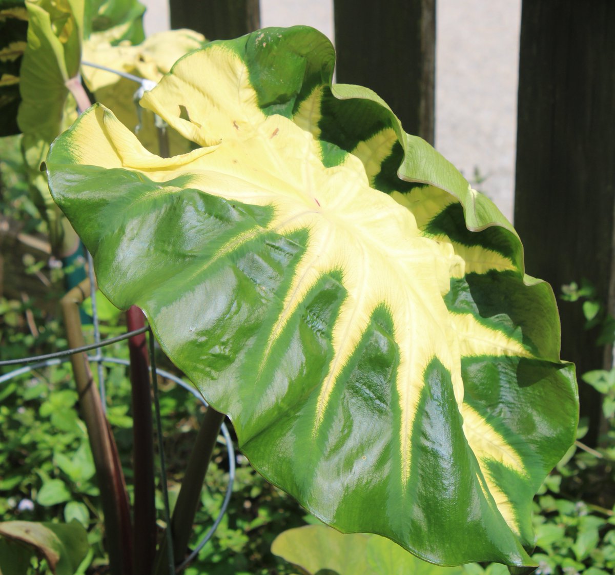 HermitsDaily's tweet photo. Elephant Ear. Central Pennsylvania. #pennsylvaniagardens #pennsylvaniagardener #globalwarming #climatechange #motherearth #environmentalconcern #environmentalconcerns #pollution #stoppollution #industrialproblems #SaveMotherEarth #pennsylvaniagardening #fecund #peony #peonies https://t.co/UEveap4ufR