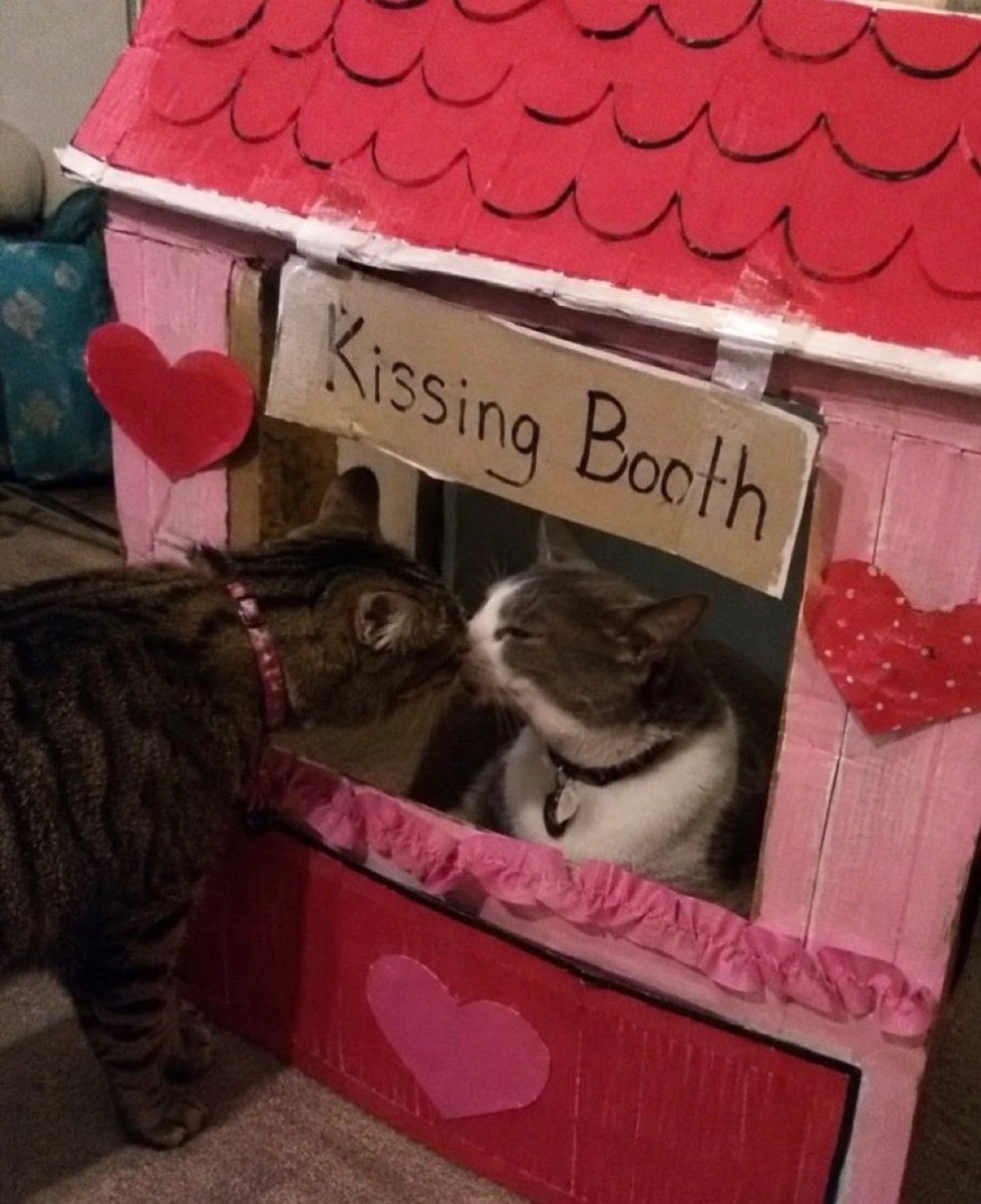 catpostaura's tweet photo. https://t.co/44RRdMiUWF