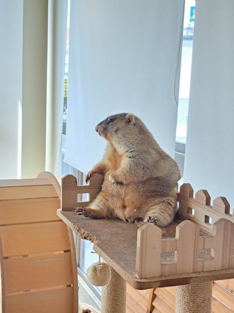 siomihamu's tweet photo. 久々のマーモット村大阪🐹

私のギュイーン遭遇率25％
お店の方でもいつギュイーンするかは全く予想が立たないとの事🙃

朝とか昼とか夕方とか
晴れとか曇りとか雨とか嵐とか
全く関係ないらしい

ギュイーンしなくてもかわいいけど♡     
また疲れたら癒されに行こ🛵 https://t.co/8oLDUxpfuu
