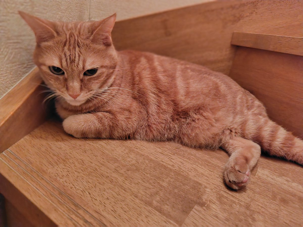 masarinable's tweet photo. 猫も夏バテ中 https://t.co/DgYywcUkZy
