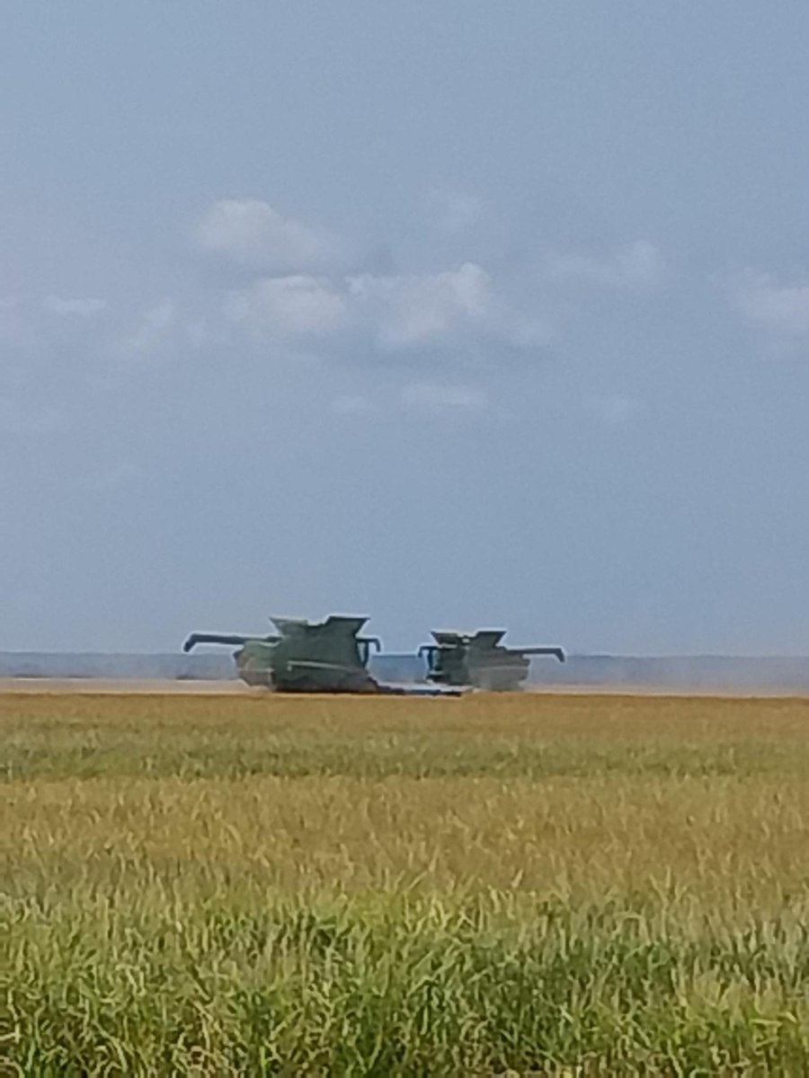 AginArk's tweet photo. Rice, corn and soybean harvest is underway in Arkansas, sped by dry, hot weather. 
Rice was 16% harvested this week, according to @USDA_NASS. 
Thx to @AR_Extension's Michael Chaney and Greg Simpson for the photos!
https://t.co/LnskaUQSTn https://t.co/3Jcaq262vx