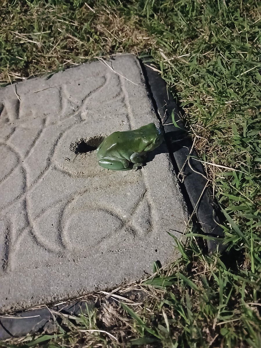 OTCWIRRA's tweet photo. @gypsyranger Look. Its a gay frog after 3 covid jabs and 27 boosters 🤣🤣🤣🤣🤣 https://t.co/hf1pSWwELN