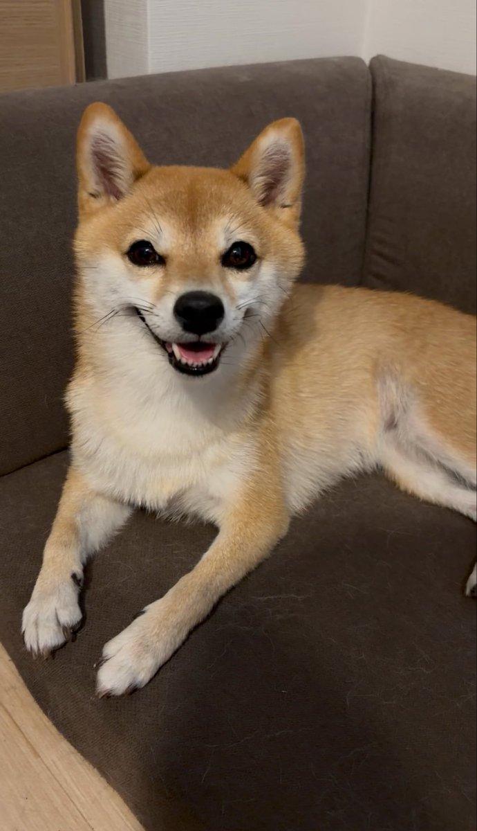 rinrinrin9076's tweet photo. 今日は世界犬の日らしい🐕
#世界犬の日
#柴犬
#柴犬のいる暮らし https://t.co/xwKaT5IQHX