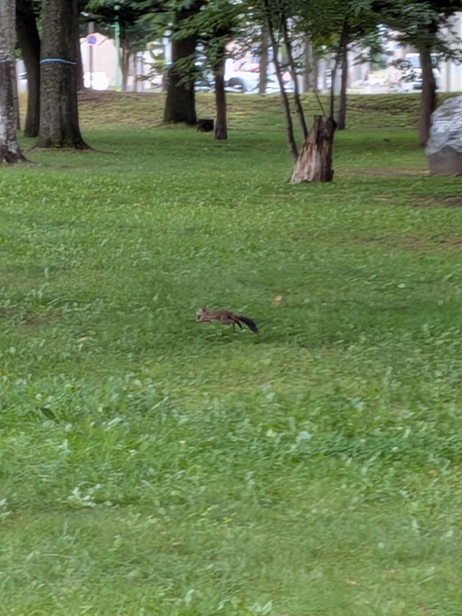rabietta5's tweet photo. お昼に見た🐿️☀ https://t.co/uNqSjS2V52