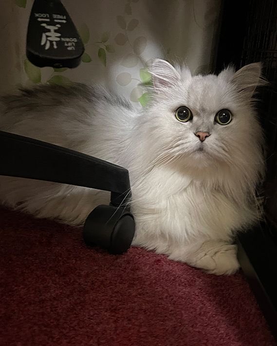 cocomill824's tweet photo. 椅子の下から見てる猫

#猫 #cat #猫好きさんと繋がりたい https://t.co/pMsT7hWAnX