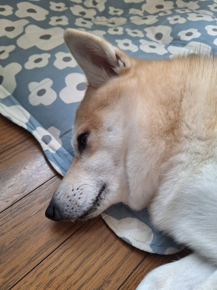 MUSAN_RX's tweet photo. ほんのちこっとだけ舌出てるのかわヨ https://t.co/Veor42fdT8