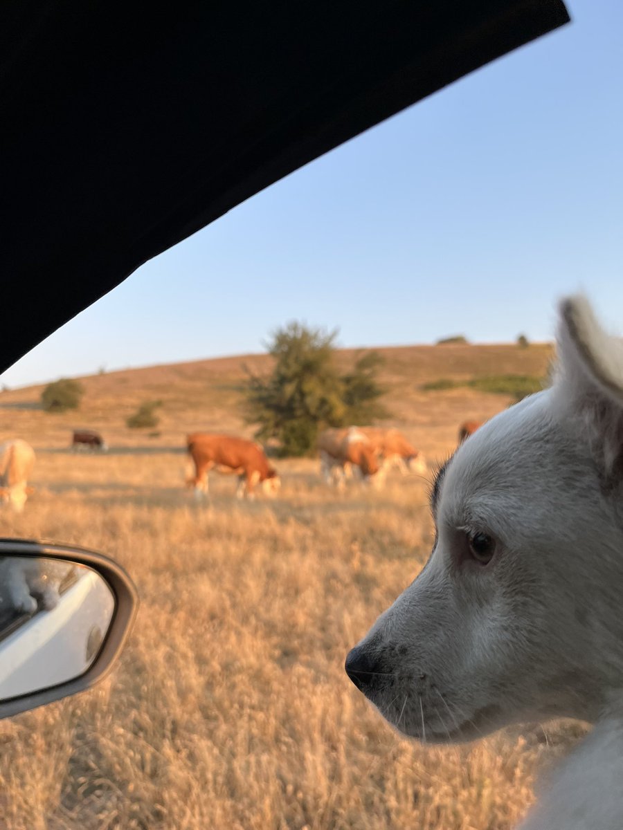 haticeekvs's tweet photo. Cesurlu bir gün 🐶 https://t.co/WUe4Zpyk5W