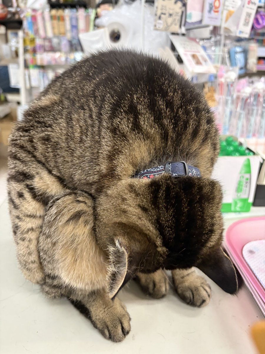 nyannendo's tweet photo. お辞儀が深すぎるねこ https://t.co/43d2ozuj1F