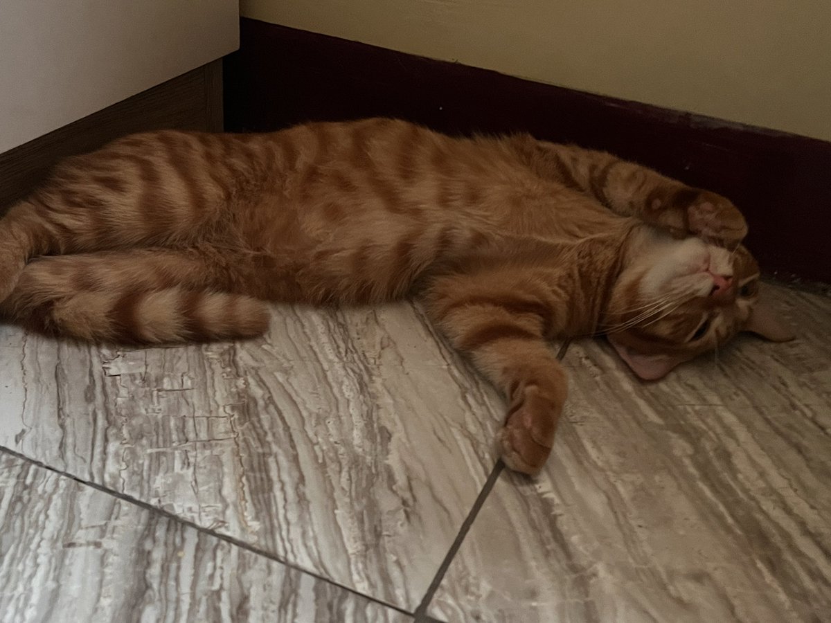 OhioGozaimassu's tweet photo. Lucu bangettt sekarang aku sm pacarku jadi pawrents hehe, yang oyen namanya Shion, yang almond namanya Totole:D https://t.co/QZKHhUp14I