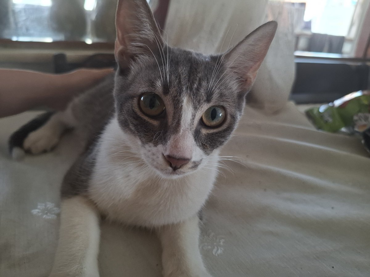 MrsCatMom1's tweet photo. Antalya kedi ilanı,kalıcı yuva arıyorlar!!
#kedisahiplendirme
#antalyakediilani
#ücretsizkedisahiplendirme
#antalyakediilani 
İletişim icin:05423882462 https://t.co/WCcW6vqeNs