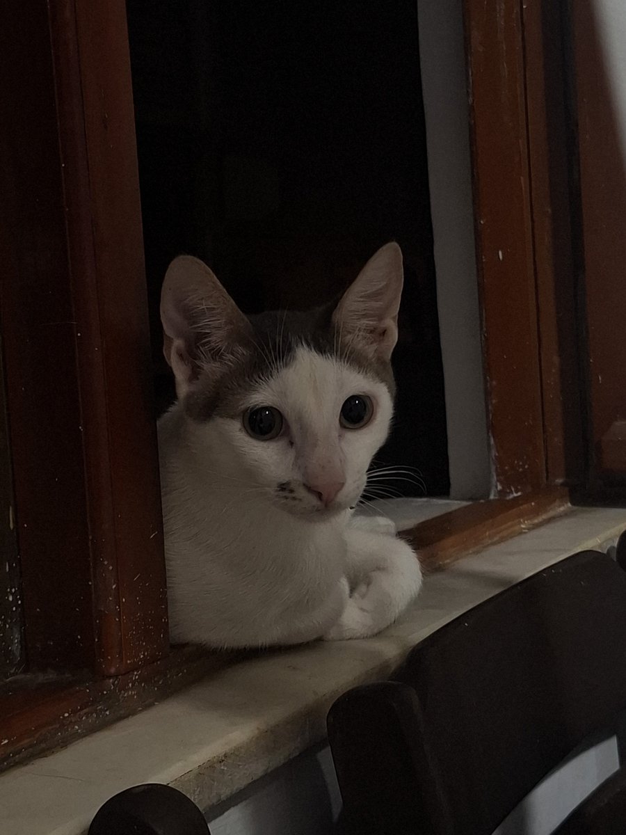 MrsCatMom1's tweet photo. Antalya kedi ilanı,kalıcı yuva arıyorlar!!
#kedisahiplendirme
#antalyakediilani
#ücretsizkedisahiplendirme
#antalyakediilani 
İletişim icin:05423882462 https://t.co/WCcW6vqeNs