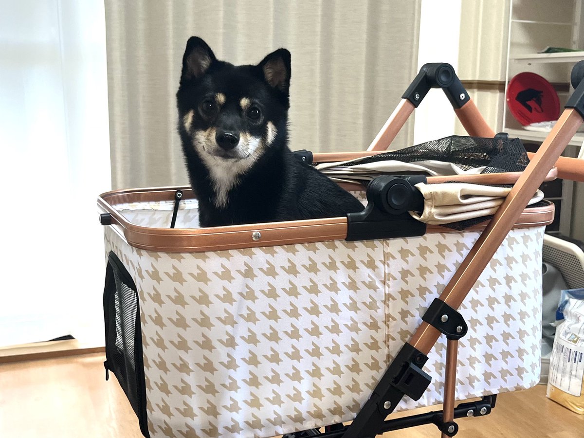 ohimeyan's tweet photo. ペットカート買った！興奮！
かわいすぎやろ！ビックリだ‼️
たくさんお出かけしようと誓う👊 https://t.co/B9HhUZqOH5