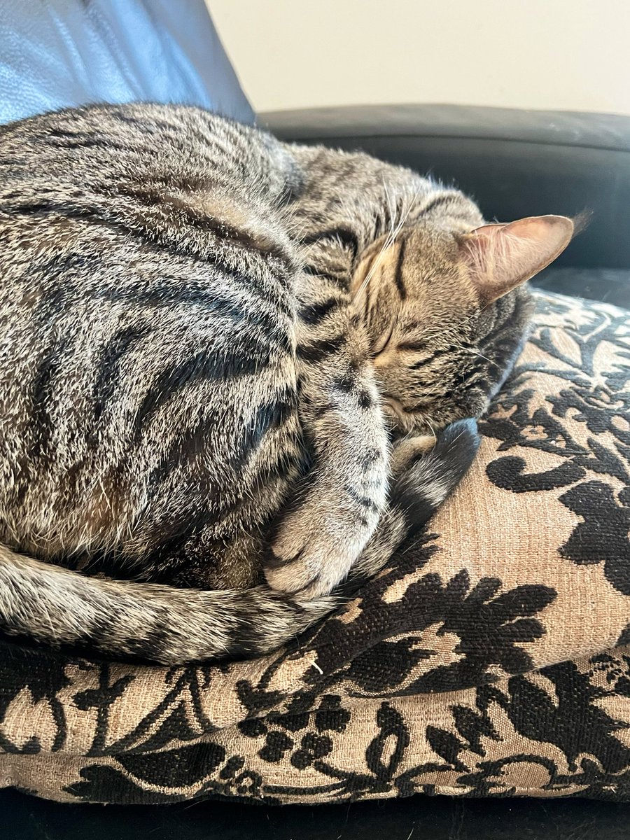 weskrantz's tweet photo. He’s all tuckered out from all the napping earlier https://t.co/kpZB8cK0tk