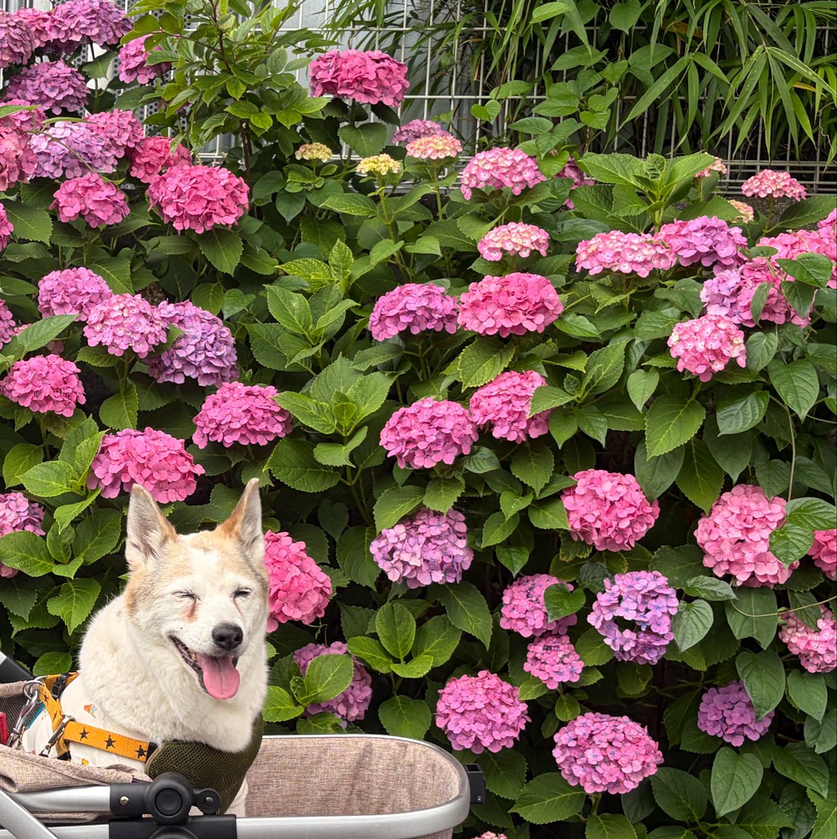 M0ti_k's tweet photo. いぬはいいぞ
#InternationalDogDay 
#世界犬の日 https://t.co/6HAuYeHwIL