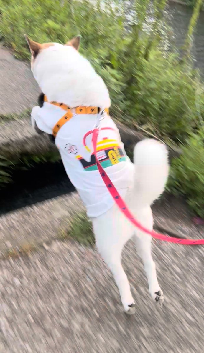 M0ti_k's tweet photo. いぬはいいぞ
#InternationalDogDay 
#世界犬の日 https://t.co/6HAuYeHwIL
