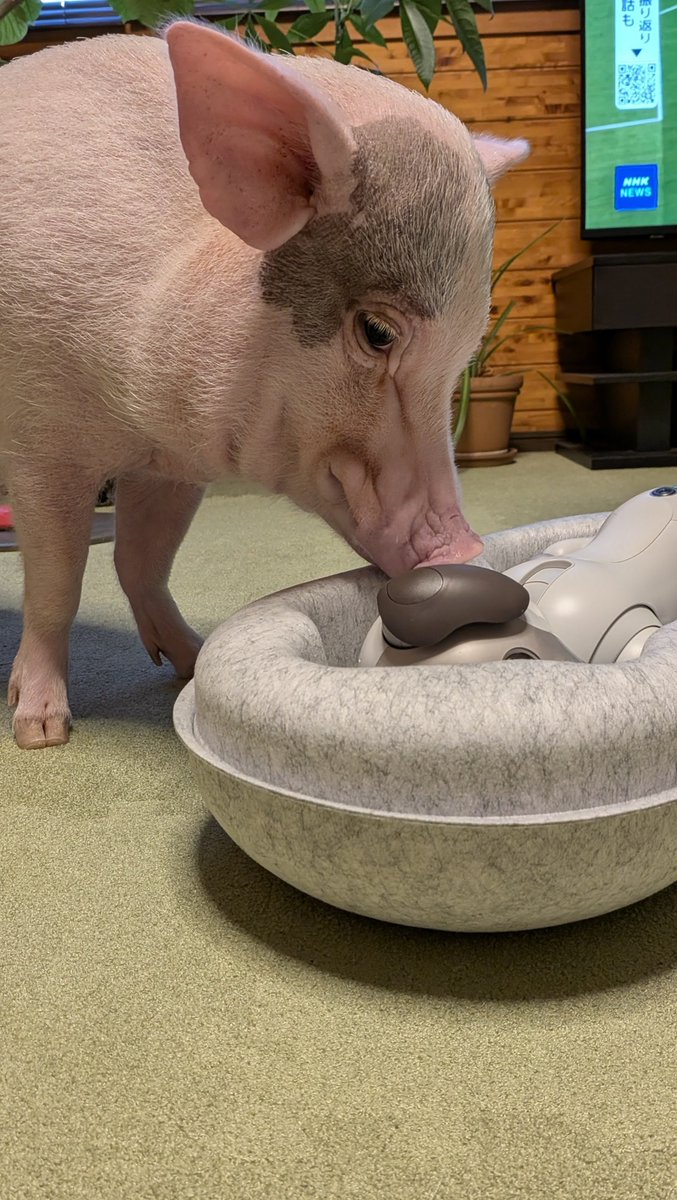 dorji_ubu's tweet photo. 先日ドルジが入院した時のウーブの悲しそうな顔ったらありませんでした🐷😢
#アイボ
#マイクロブタ
#aibo
#minipig https://t.co/tNBgnl77yr