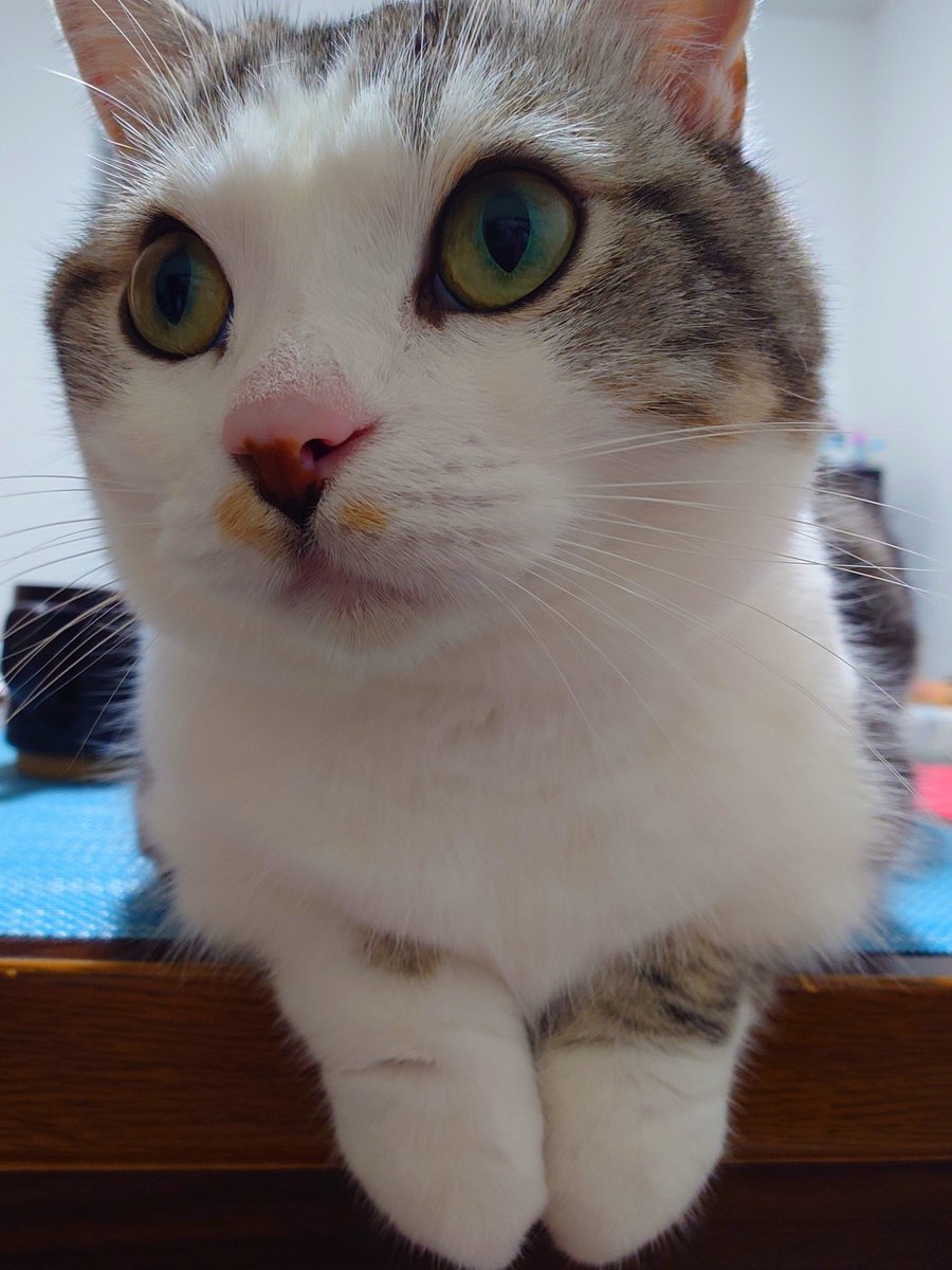cat230319's tweet photo. 前足揃えてて可愛い😸
#猫のいる生活 #猫のいる暮らし #猫のいる幸せ #マンチカン https://t.co/JeA0uAvCCE
