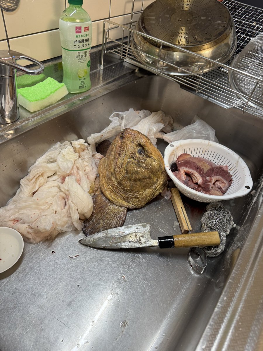 hommsapi's tweet photo. 美味い美味いって刺身で食ってたオオカミウオからアニサキス出てきて一気に緊張走って草すぎる https://t.co/o75unsyY0C