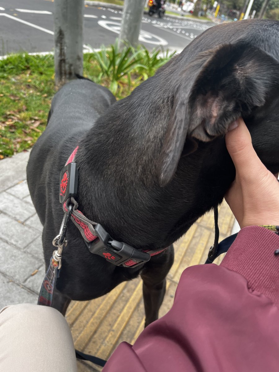 ultrabogotano's tweet photo. Encontré este perrito perdido en la estación de la calle 72, iba corriendo delante de los buses de Transmilenio, muy desorientado y asustado, lo logré atrapar y lo voy a dejar en la estación de la 72 con las personas de Transmilenio.

¡¡¡RT!!! https://t.co/HEn9MiEKC2