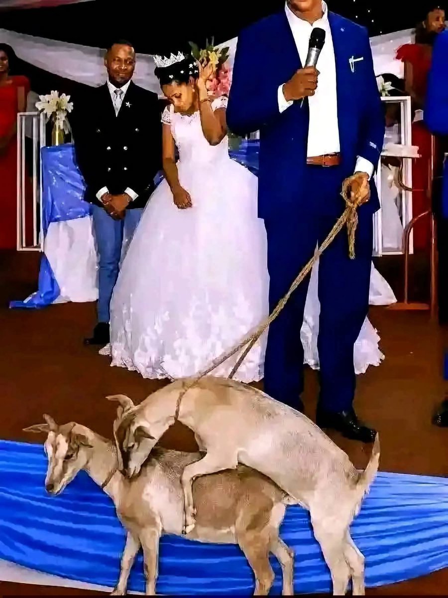 peze8852's tweet photo. During a wedding ceremony in Akwa Ibom over the weekend, this couple received two goats as a gift and then the goats started having s3x in front of everyone including the pastor, this got the bride embarràssed... is this a good or bad sign for their marriage? ?? 🤷🤷 https://t.co/sCeavNpP0S