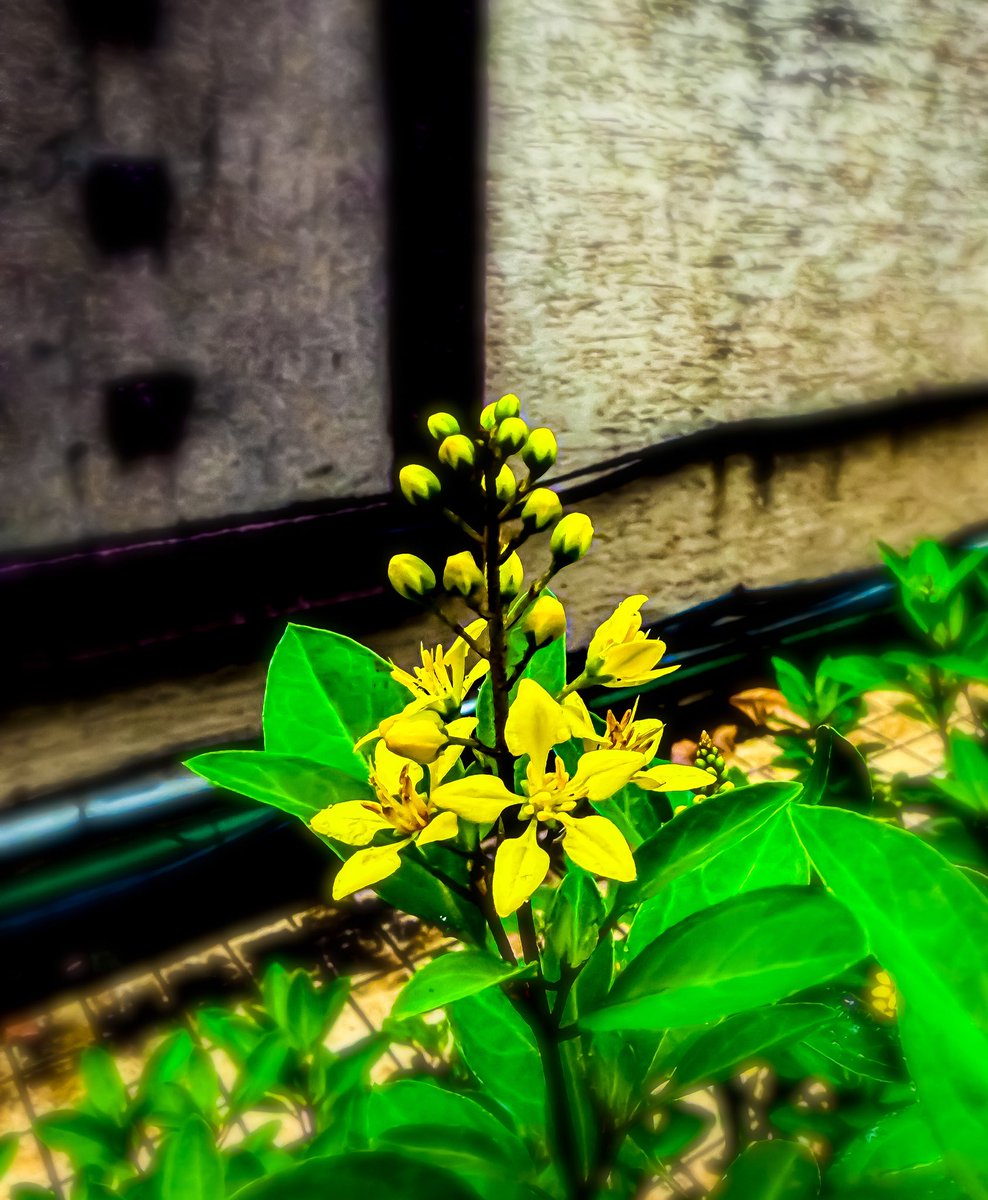 funjabi_gabru's tweet photo. Show us your beauties !! No theme
#theme_pic_India_flowers #pocketPhoto https://t.co/RDugcFwNYI