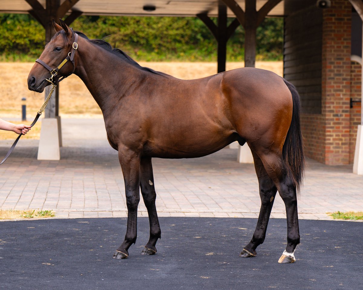 nickluck's tweet photo. Dream result in the sales ring at Goffs

Happy Romance cost just £25,000 and earned more than £700,000 on the racecourse.

Yesterday her first yearling sold for £250,000.

Owner-breeder Oliver McMurray tells the remarkable story 👇

https://t.co/qFEMUu17Y7