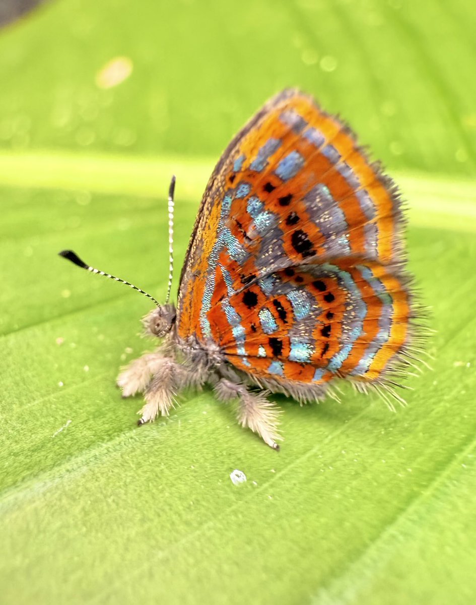 nvolpewild's tweet photo. Sarota!!! My favourite butterfly is out walking in the forest this morning! 🥰🦋 https://t.co/GFDjfHMGQK