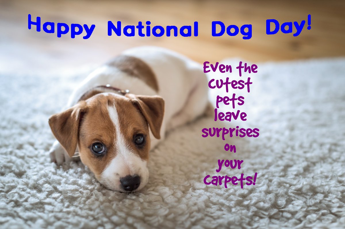 carpetdryclean's tweet photo. Today is National Dog Day and here at Carpet Dryclean we love our dogs! But we know that accidents can occur from time to time. Life happens and we’re here to help. https://t.co/ptXjHomf7g