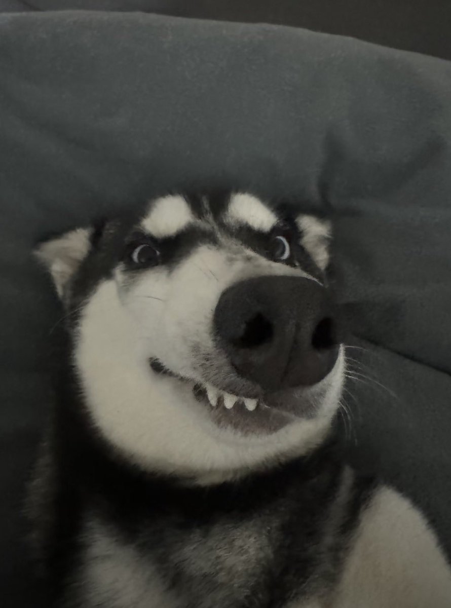 twaniimals's tweet photo. https://t.co/Hh5TfIGQcV