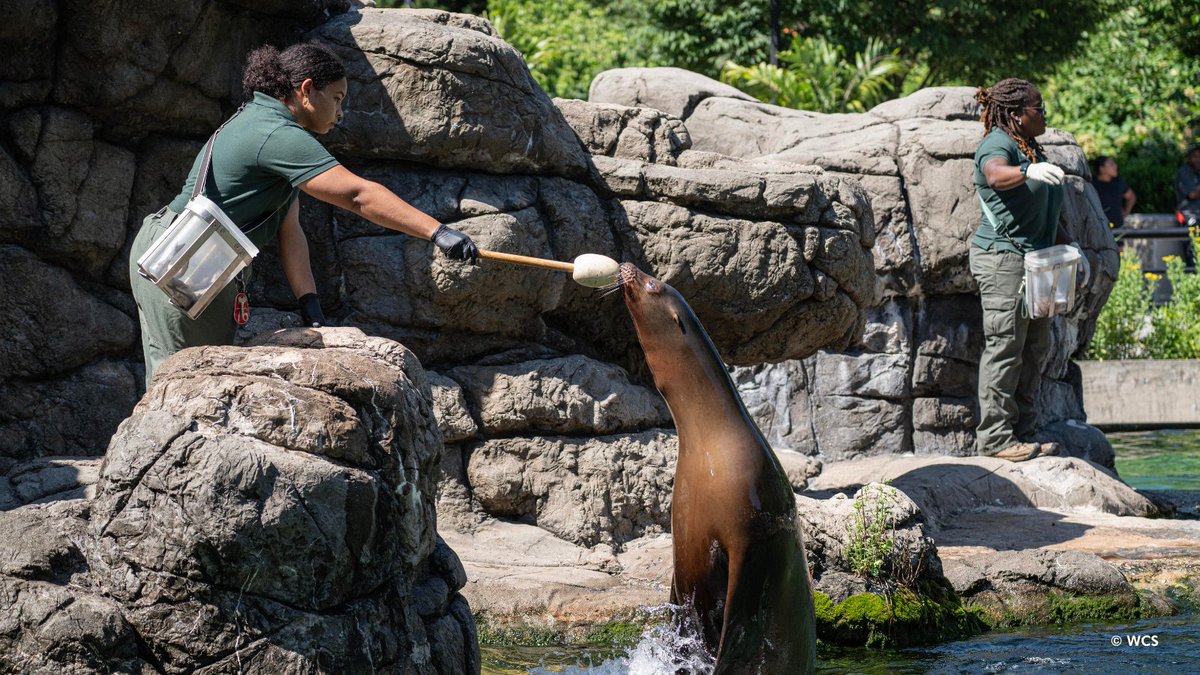 prospectparkzoo's tweet photo. Ever wonder what goes into a sea lion training session? 

Sea lions are incredibly curious and intelligent, and our training sessions are designed to keep their minds and bodies engaged. (1/3) https://t.co/2IeayLPHs6