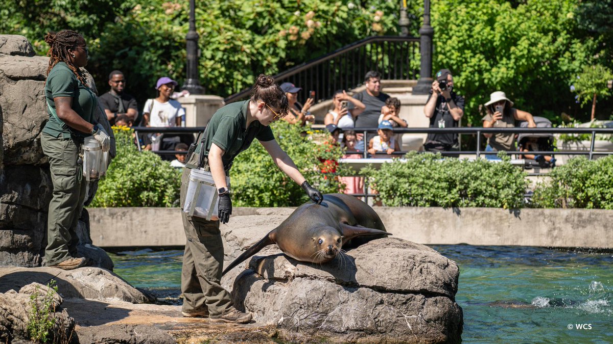 prospectparkzoo's tweet photo. Join us for daily training sessions on weekdays at 11:30 a.m. and 3:30 p.m. and 11:30 a.m., 2:00 p.m., and 3:30 p.m. on weekends and holidays to learn more about these intelligent mammals. (3/3) https://t.co/MEJxOtIr8I