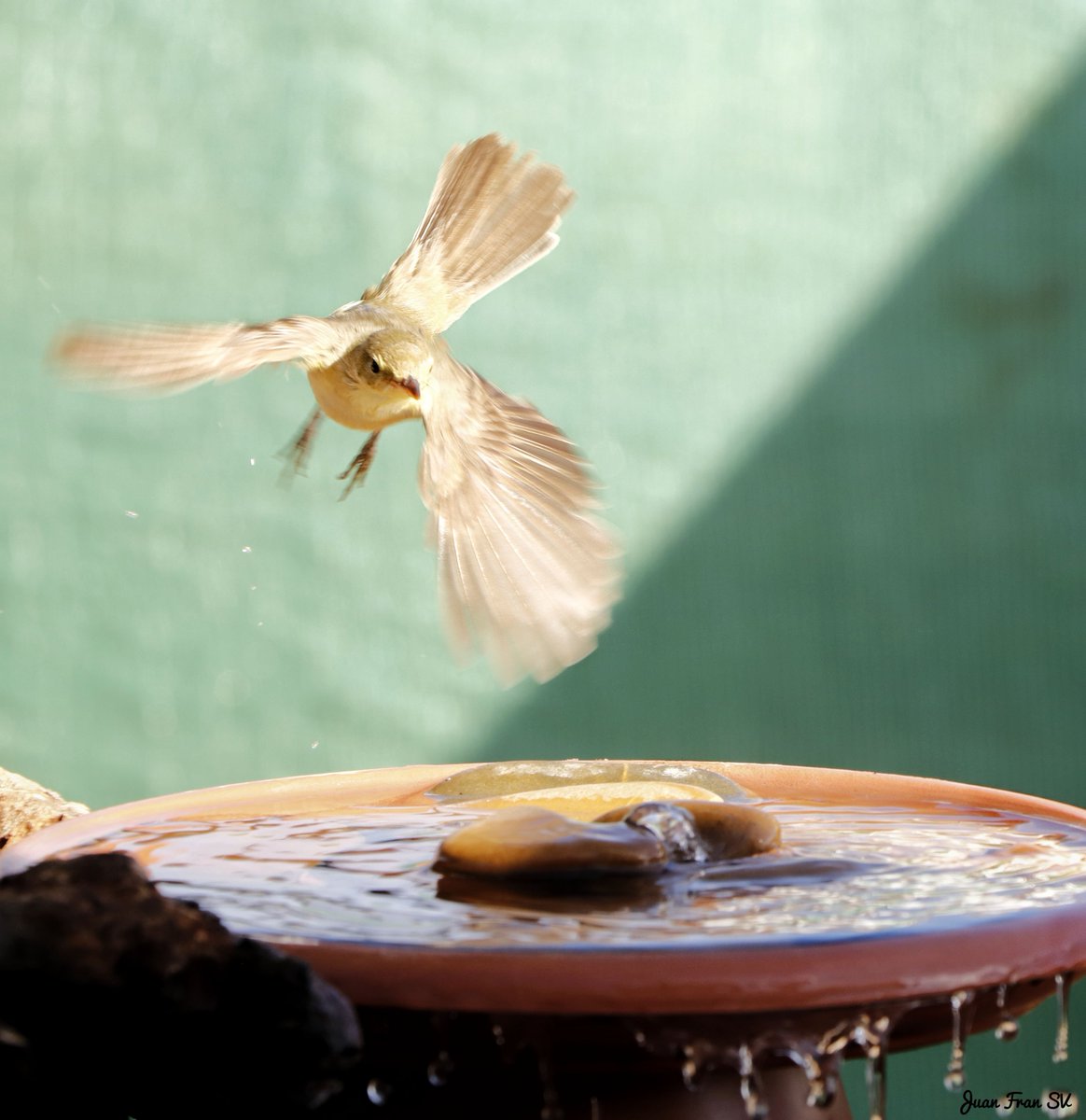 Juanfra07suarez's tweet photo. ZaRCeRo PoLíGLoTa  ..!!
#pajarosextremadura #naturextremadura #naturaphotography #avifauna #aves #ornitologia #birds #canonphotography #naturaleza #extremadura #pajaros #silvestres #canon https://t.co/tCtbmkY9jH
