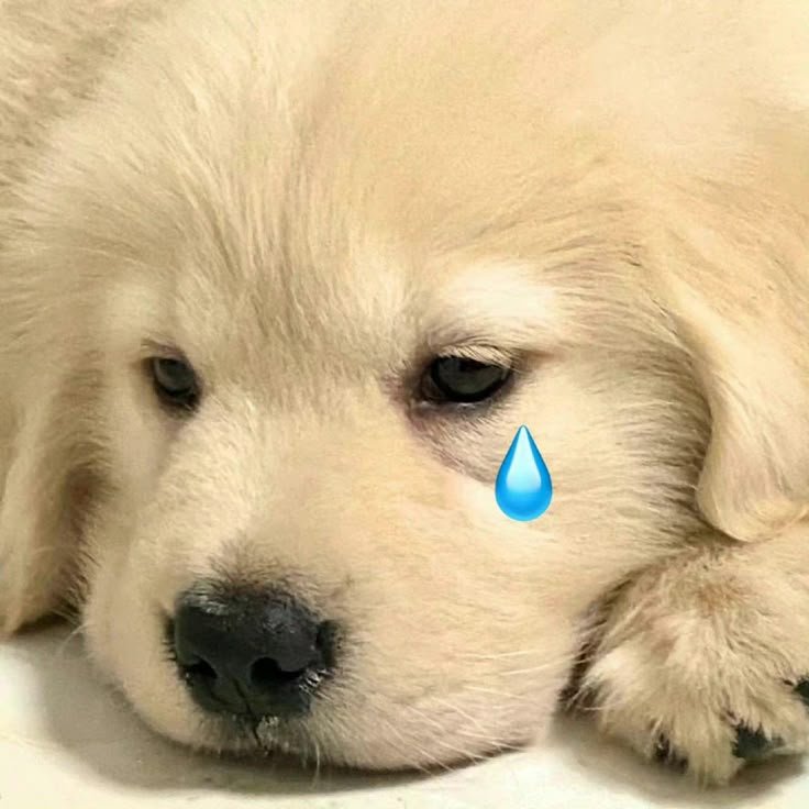 YTBSERIESTH's tweet photo. ทุกคน ! ผมแค่ชมน้องที่รักจริง ๆ ครับ ไม่ได้เจ้าชู้เลยนะครับ 😭

YOURTUBER Q2
#YourtuberQ2 https://t.co/CDXrO1ZoCf